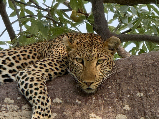 Pipit Safari-阿鲁沙必去景点