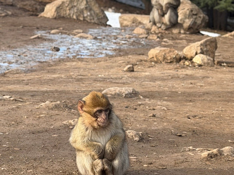 Cèdre Gouraud-Azrou必去景点