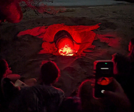 Iguana Surf-塔马林多必去景点