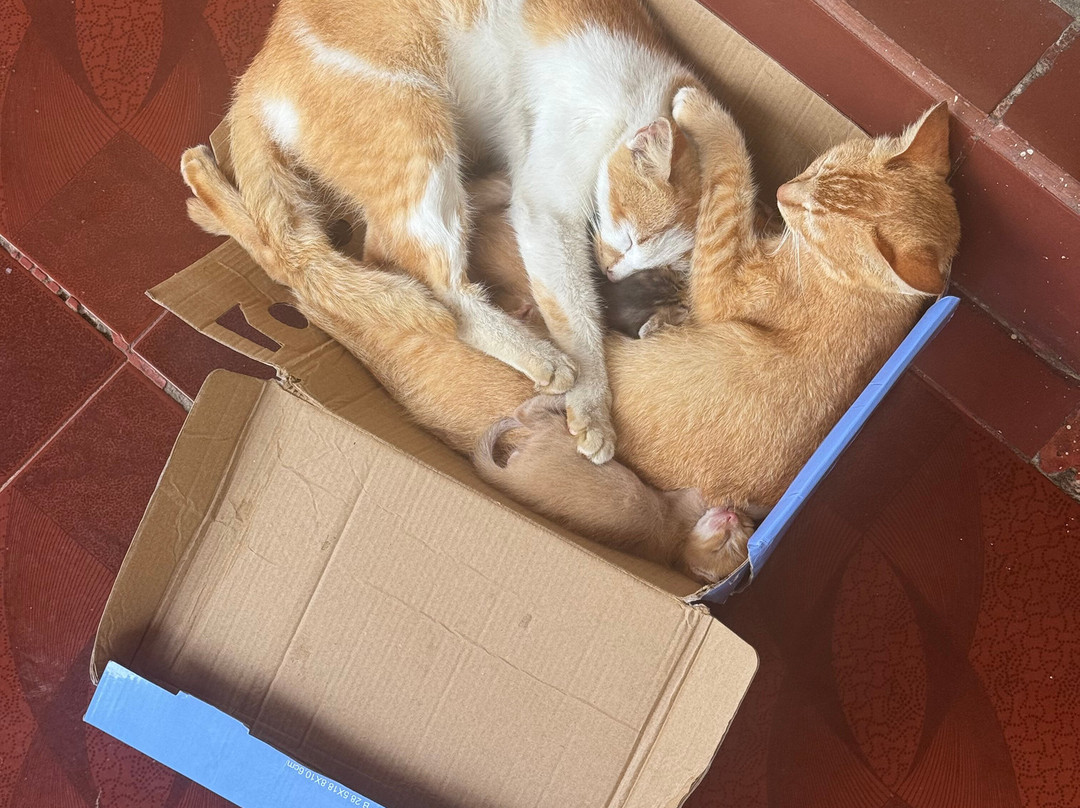 Bali Fun Bike Adventure-Pejeng Kaja必去景点