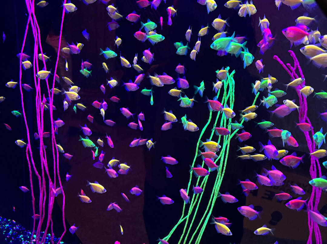 Acuario Michin Guadalajara-瓜达拉哈拉必去景点