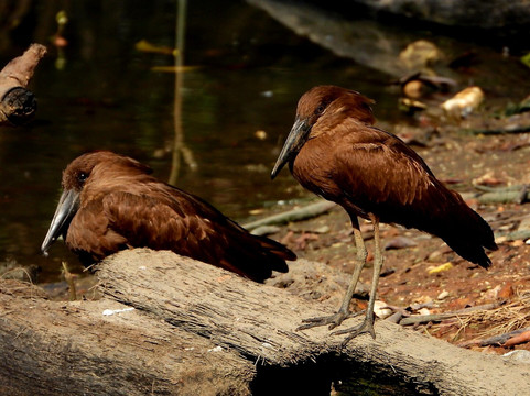 Kotu Bridge (Bird watching)-塞瑞库达必去景点