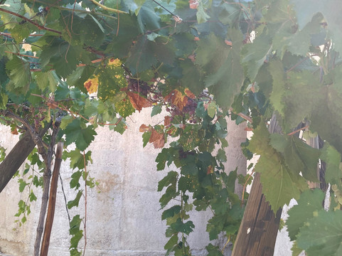 Destileria Pisco Mistral-Pisco Elqui必去景点