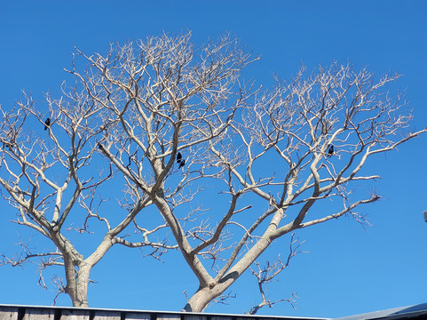 Save Our Seabirds-萨拉索塔必去景点