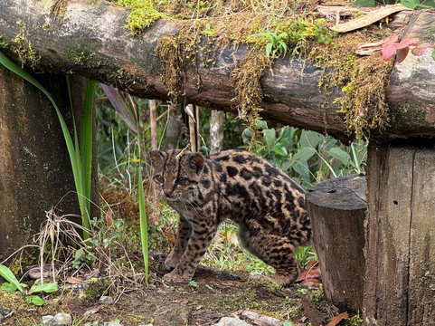 Jaguarundi Travel-波哥大必去景点