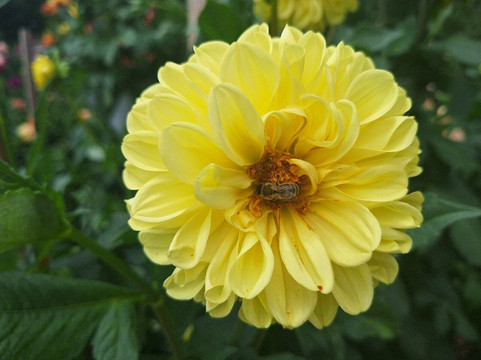 Dahliengarten-富尔达必去景点