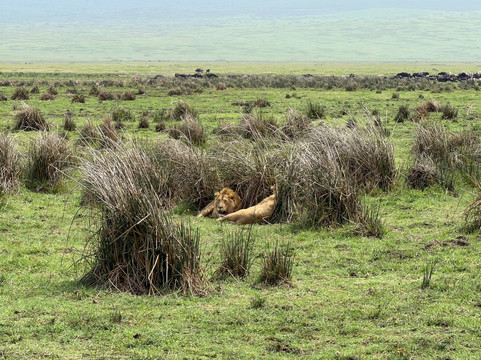Serengeti Silence - A Tour Operator-阿鲁沙必去景点