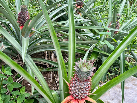 思蒂辣椒园-白马必去景点