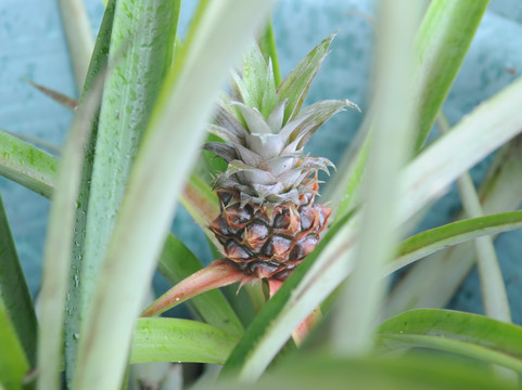 Plantação de Ananás dos Açores-蓬塔德尔加达必去景点