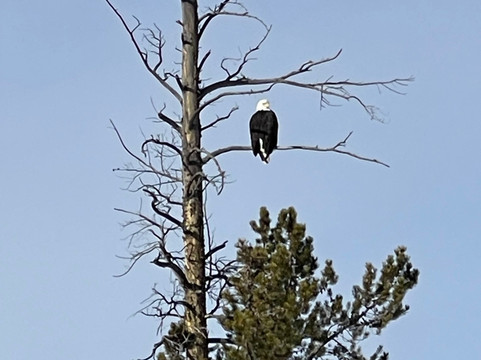 Old Faithful Snowmobile Tours - Day Tours-杰克逊必去景点