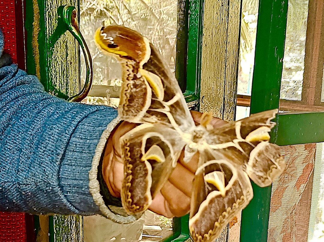 Butterfly Research Centre and Fundraiser Cafe-Bhimtal必去景点