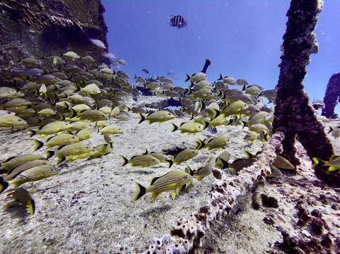 SXM Divers-Cole Bay必去景点