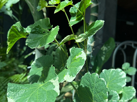 Atma Alam Batik Village-兰卡威必去景点