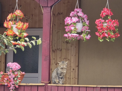 Via Transilvanica-Piatra Fantanele必去景点