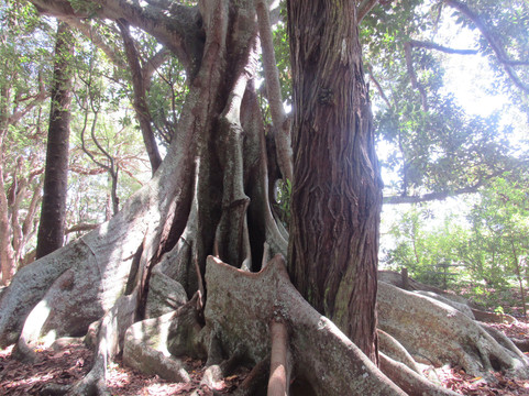 Hundred Acres Reserve-诺福克岛必去景点
