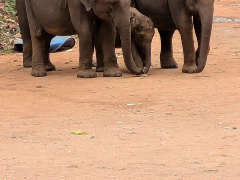 Bee Travels-康提必去景点