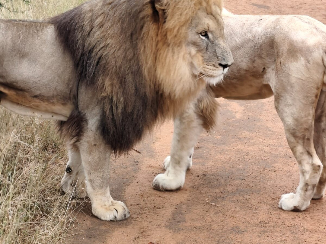 Loisico Tours and Excursions-Bloubergstrand必去景点