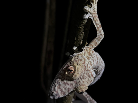 Masoala Travel Guide-Maroantsetra必去景点