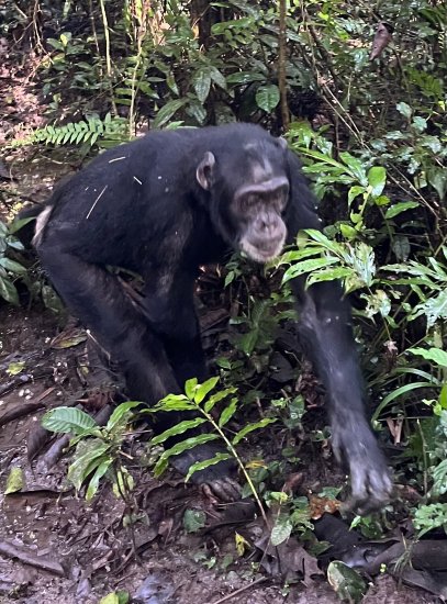 Chimpanzee Forest Lodge.-官方