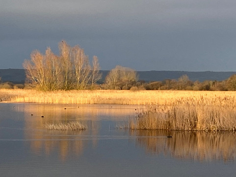 Ham Wall Nature Reserve-Meare必去景点