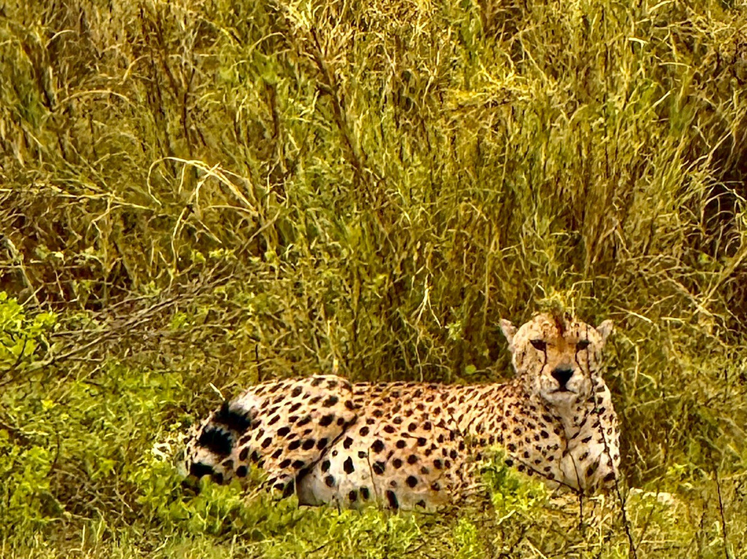 Extra Miles Unique Adventures-Sekenani必去景点