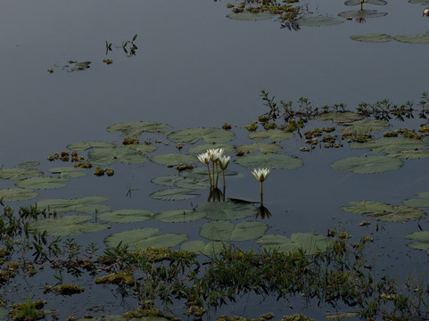Southern Wild Safari-蒂瑟默哈拉默必去景点