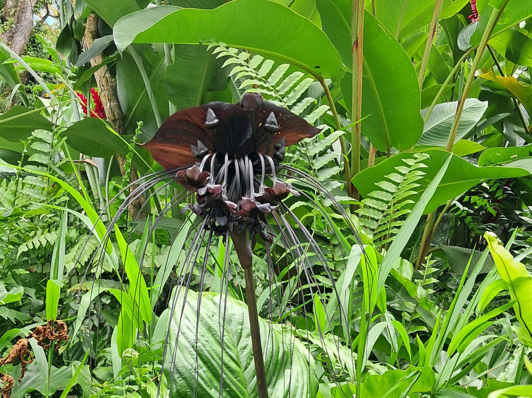 Jardin des Parfums et des Epices-Saint-Philippe必去景点