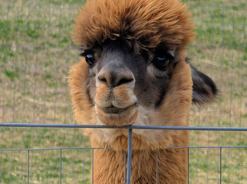 Winchester Creek Farm-韦恩斯维尔必去景点