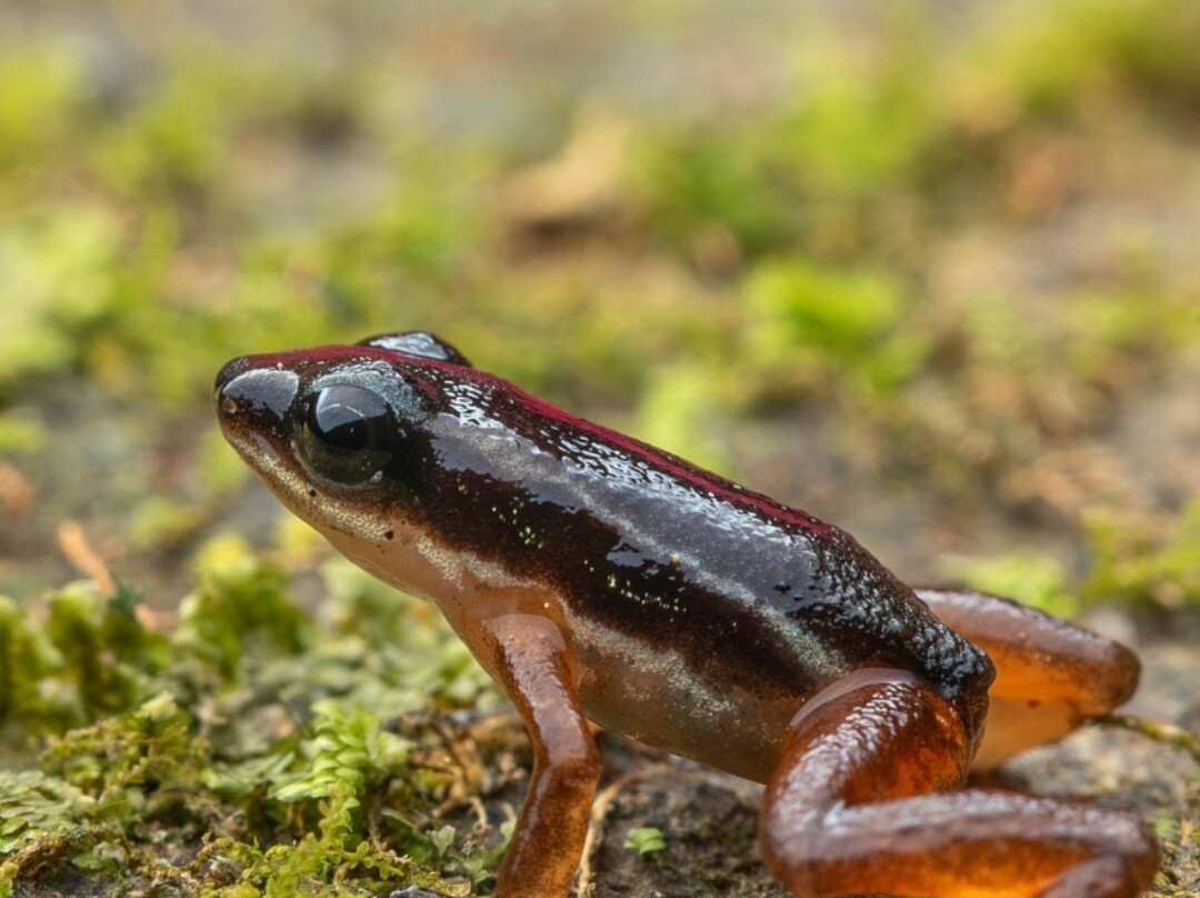 Sierpefrogs-Sierpe必去景点