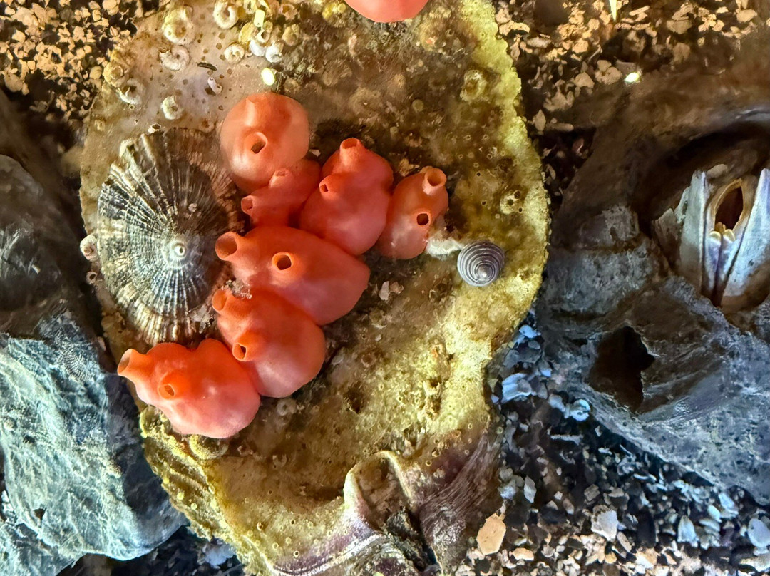 Ucluelet Aquarium-尤克卢利特必去景点