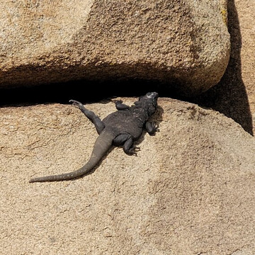 Joshua Tree National Park-约书亚树必去景点