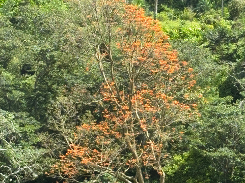 Mandoo's Tour & Taxi Service-St. George's必去景点