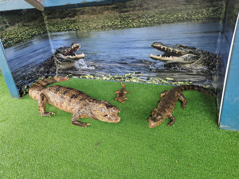 Aquario Natural-博尼图必去景点