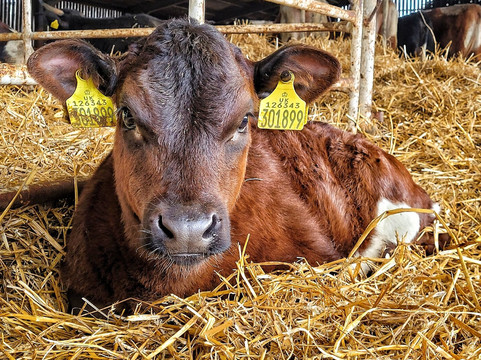纽塞姆寺庙-利兹必去景点