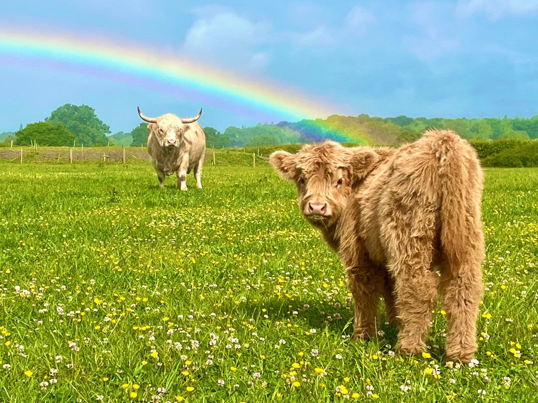 Rhosyn Farm Highland Cattle Experiences-Barton under Needwood必去景点