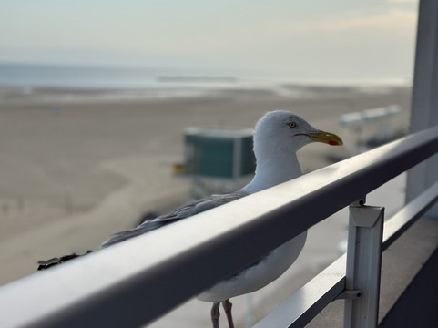 Radisson Blu Grand Hotel & Spa, Malo-les-bains主图