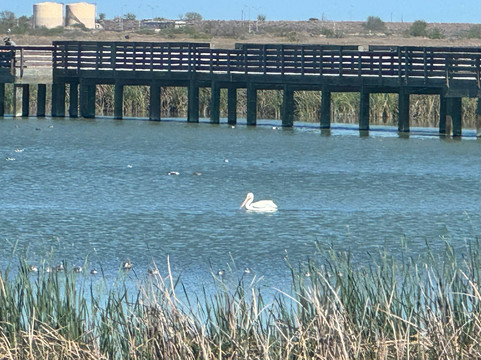 Port Aransas Nature Preserve at Charlie's Pasture-阿兰瑟斯港必去景点