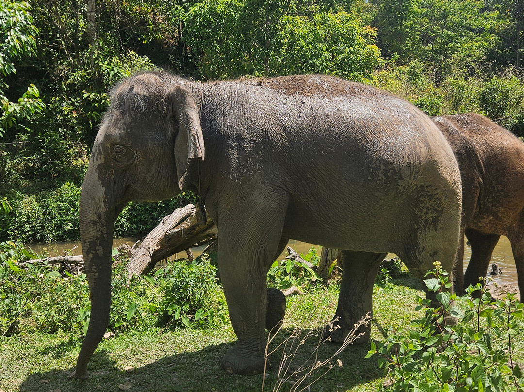 Blue Daily Elephant Care Sanctuary-清迈必去景点