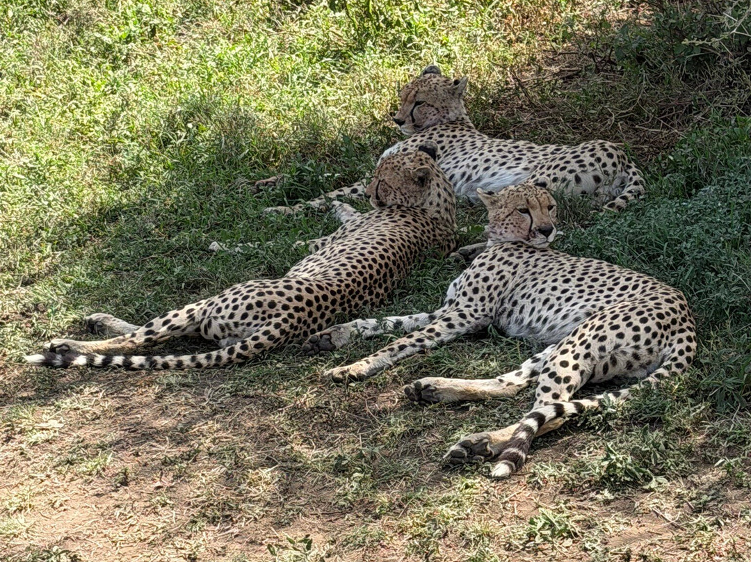 East African Safari And Touring Company-阿鲁沙必去景点