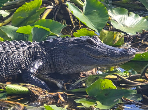 Grape Hammock Airboat & Alligator Tours-莱克威尔士必去景点