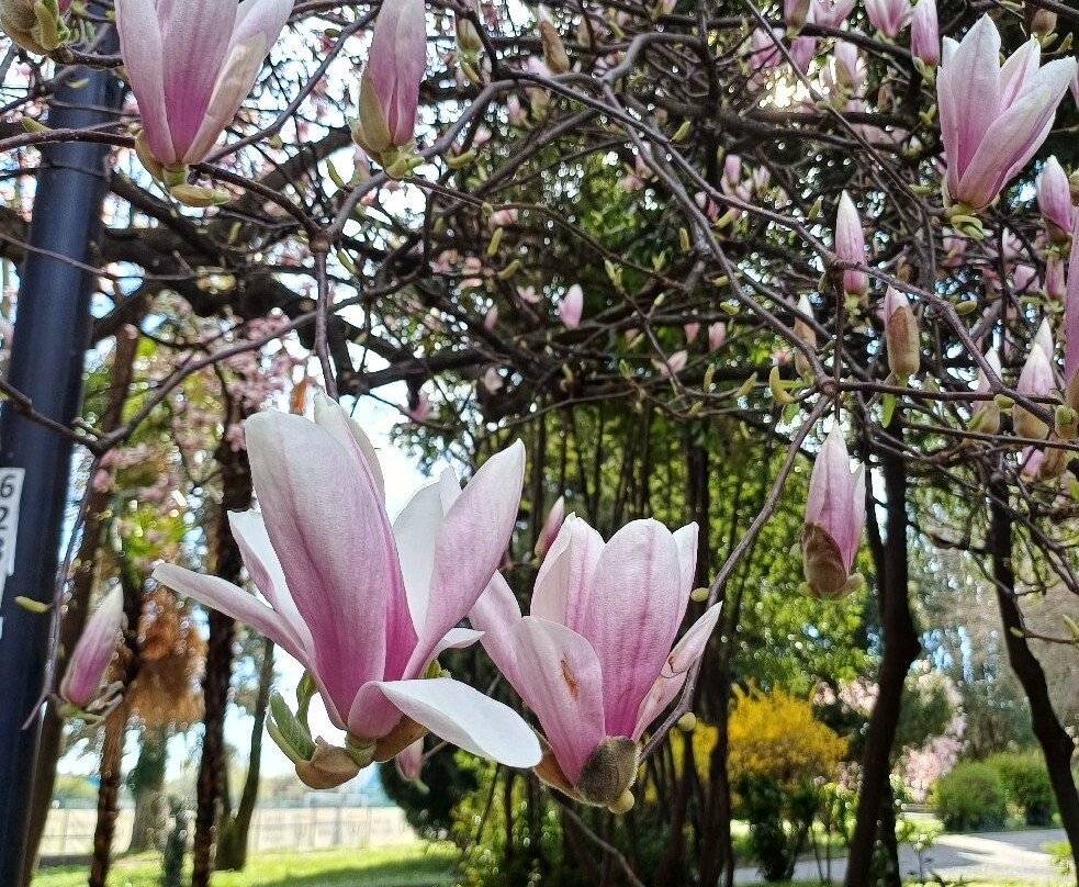 Parco Scalabrini-切尔梅纳泰必去景点