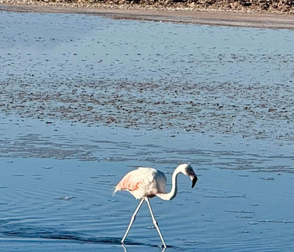 Salar de Tara-圣佩德罗-德阿塔卡马必去景点