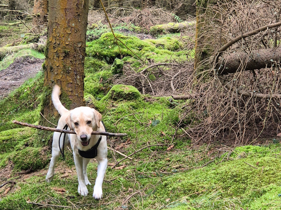 Glentress Forest-皮布尔斯必去景点