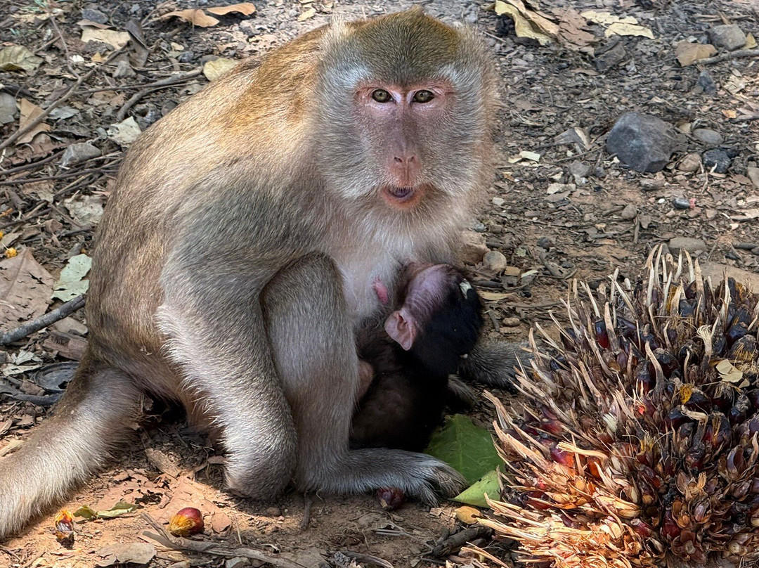 Go Travel Phuket-普吉岛必去景点