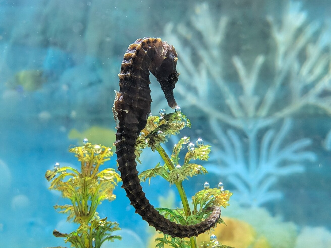 Hurghada Grand Aquarium-赫尔格达必去景点