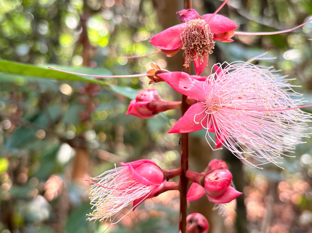 Banlung Nature Trekking Tours-邦隆必去景点