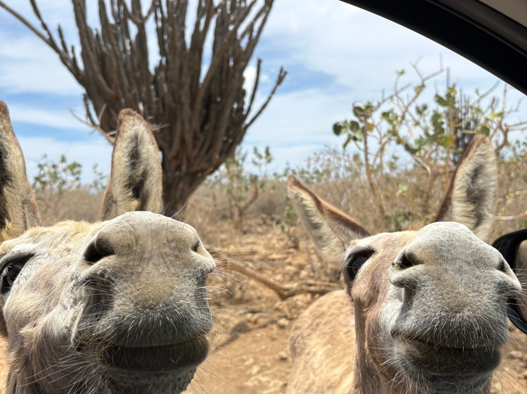 Donkey Sanctuary Bonaire-博奈尔岛必去景点