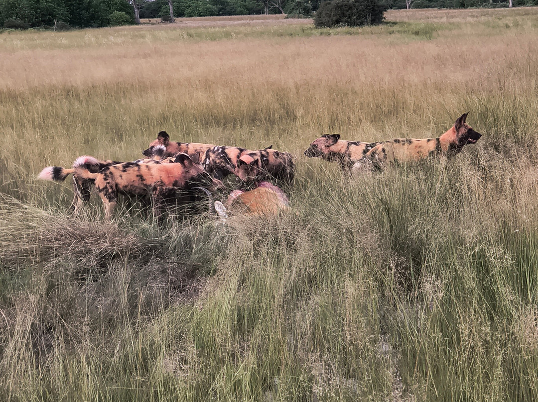 The African Wild-马翁必去景点