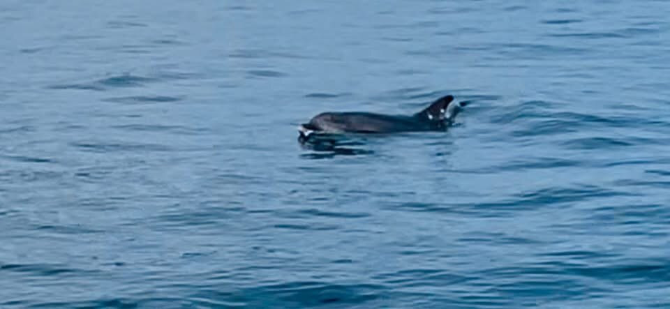 Dolphin Spirit Inverness-因弗内斯必去景点