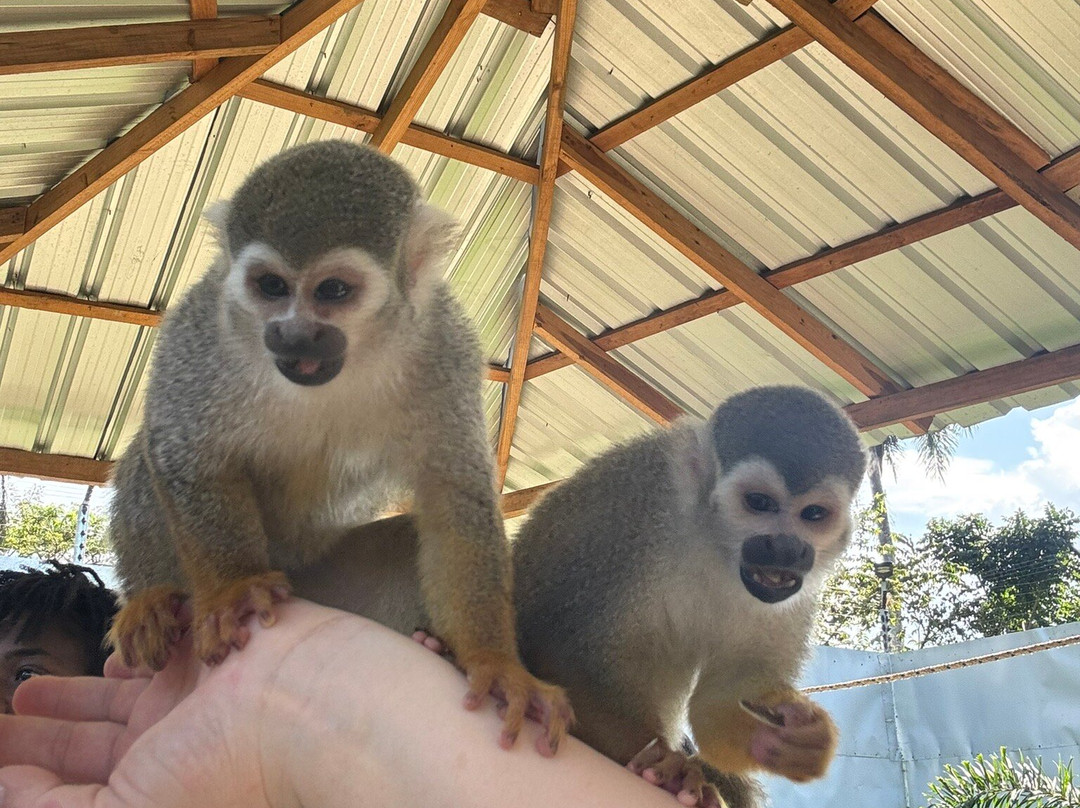 Monkey Home Puerto Plata-普拉塔港必去景点